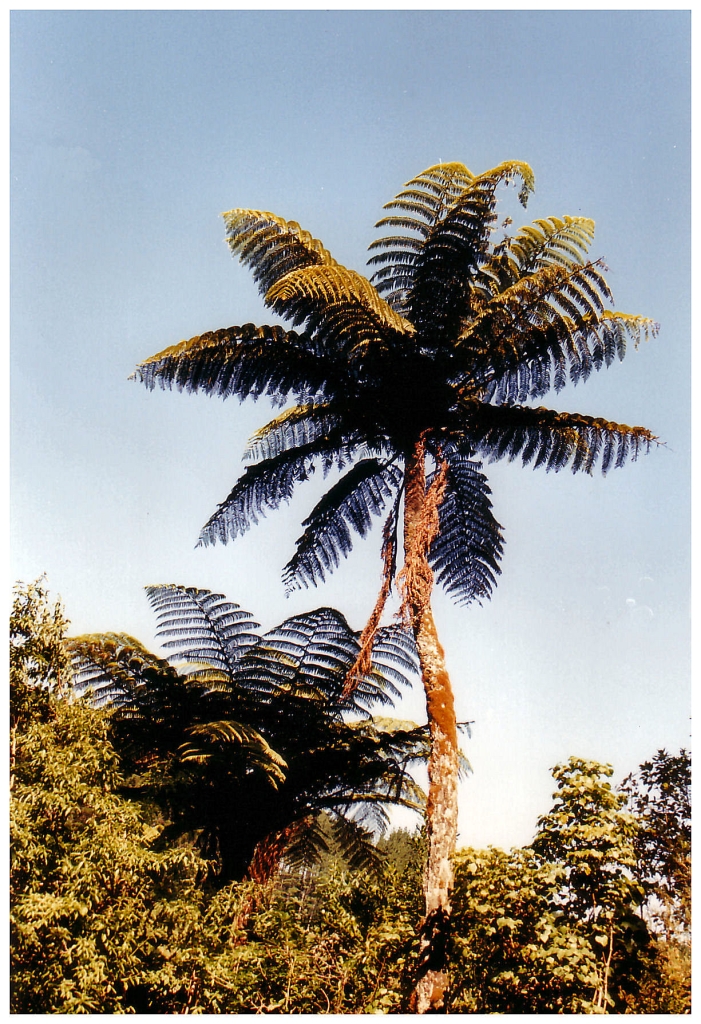 05 - Mt Egmont (3).jpg